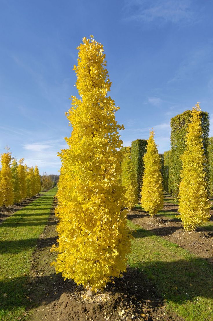 Ginkgo biloba 'Gold spire'