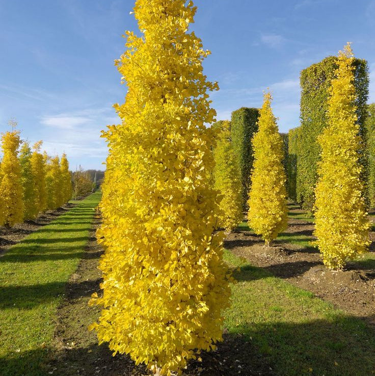 Ginkgo biloba 'Gold spire'