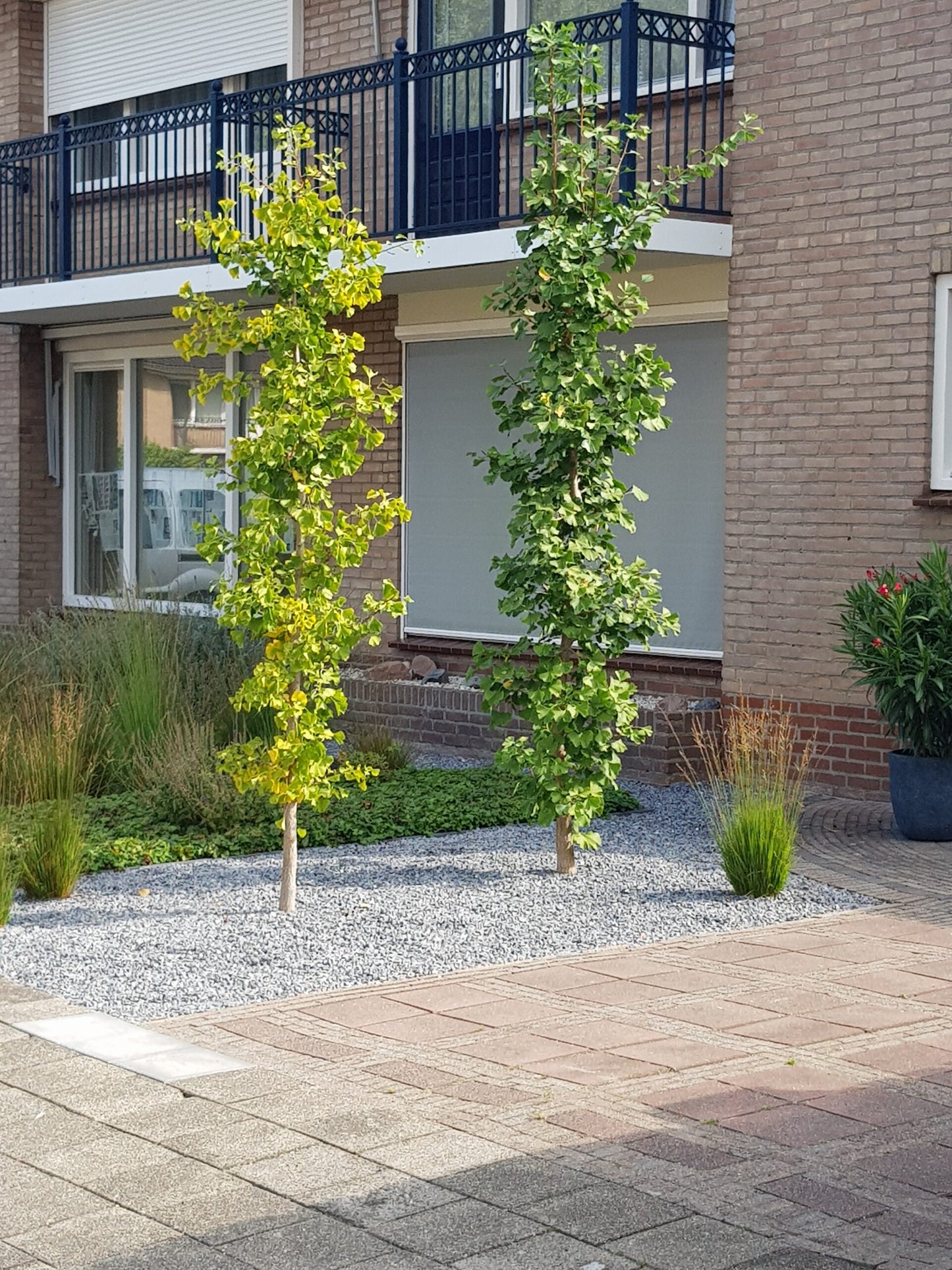Ginkgo biloba 'Menhir'