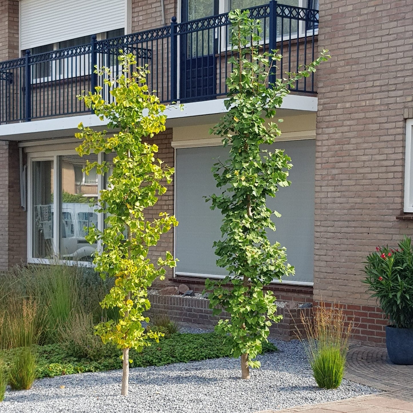 Ginkgo biloba 'Menhir'