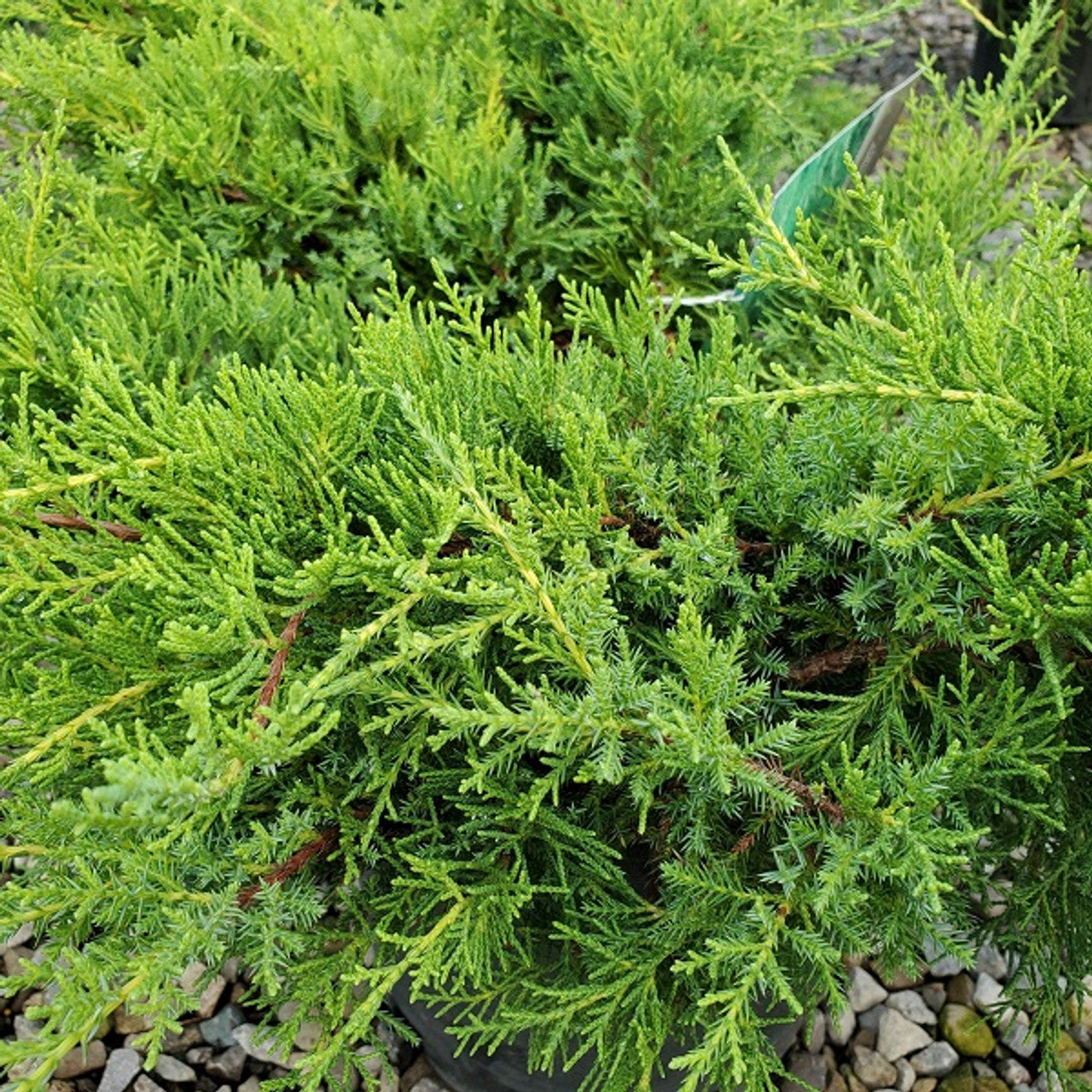 Juniperus chinensis 'Gold Coast' (pompons)