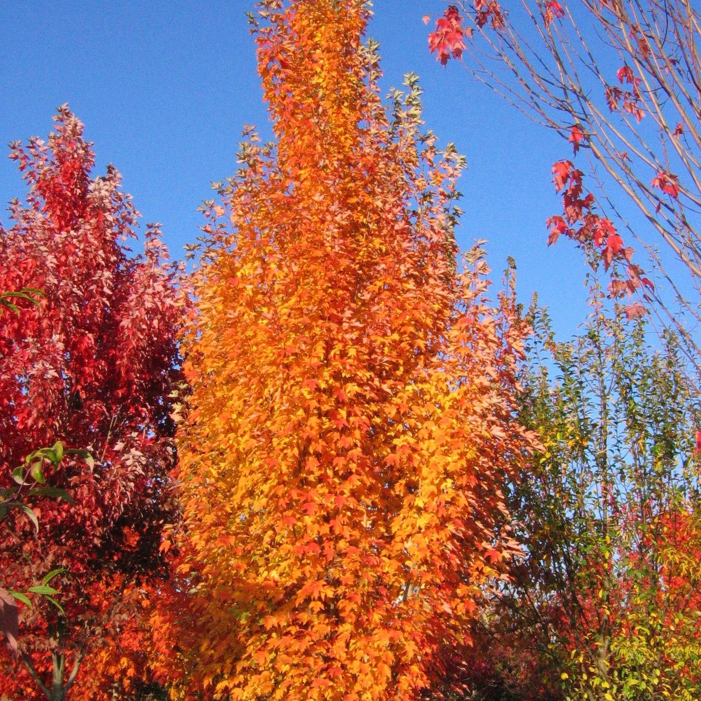 Acer rubrum 'Armstrong Gold'