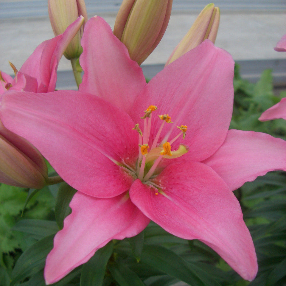Lilium 'Tiny Icon'