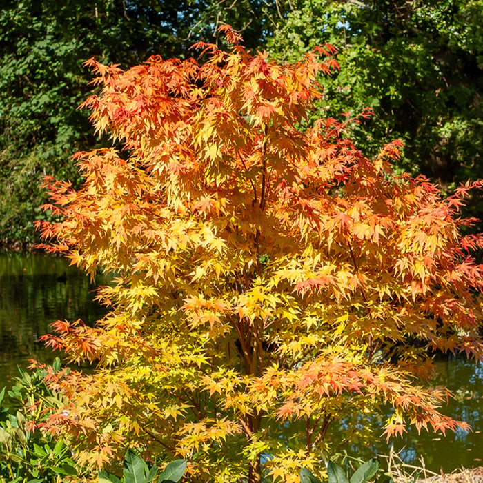 Acer palmatum 'Sango Kaku'