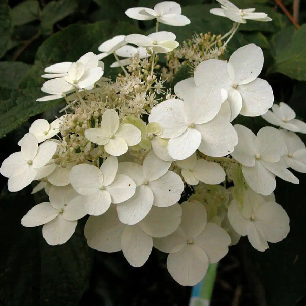 Hydrangea paniculata 'Unique'
