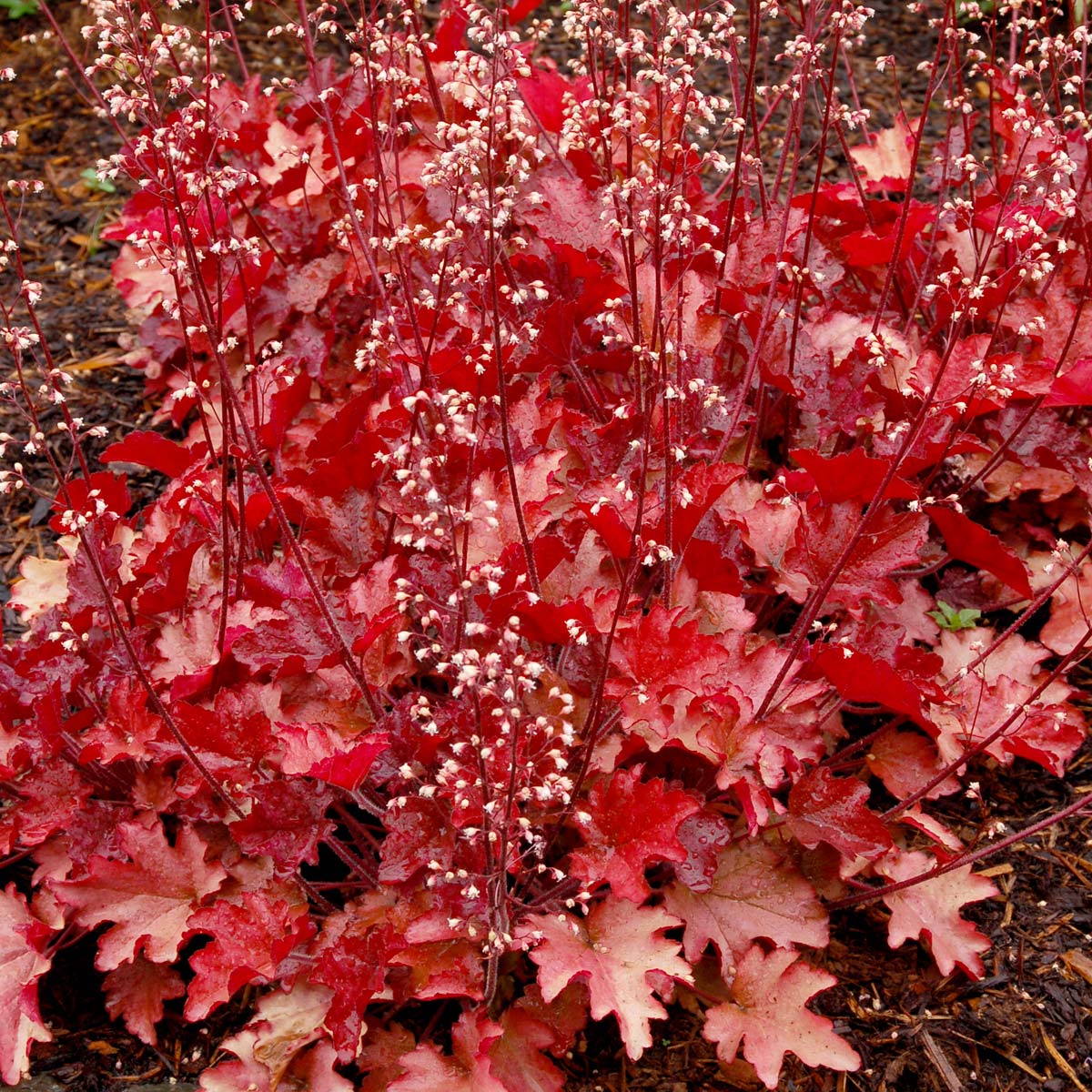 Heuchera 'Peach Flambé'