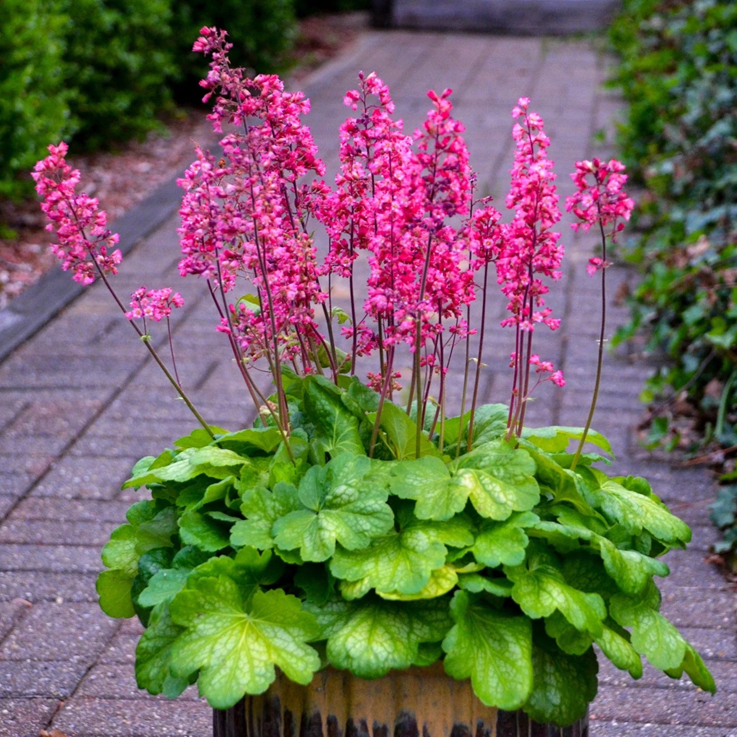 Heuchera 'Timeless Glow'