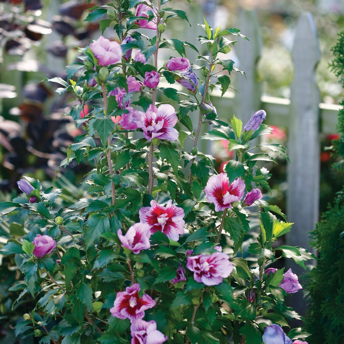 Hibiscus syriacus 'Purple Pillar'