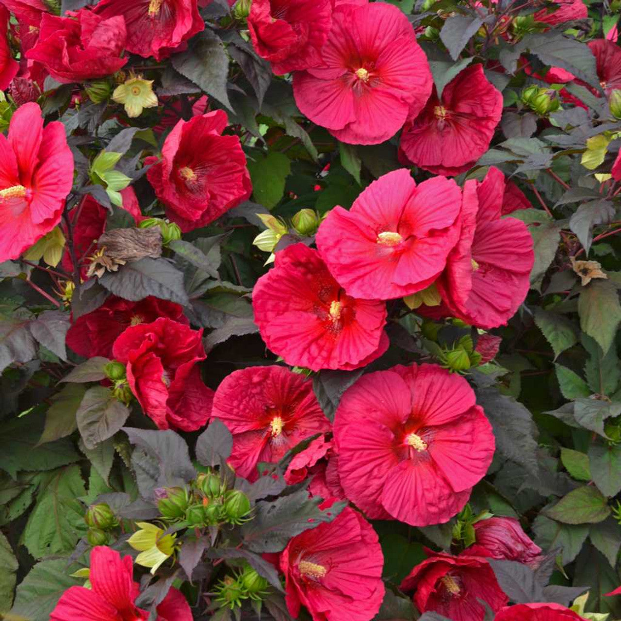 Hibiscus Mars Madness