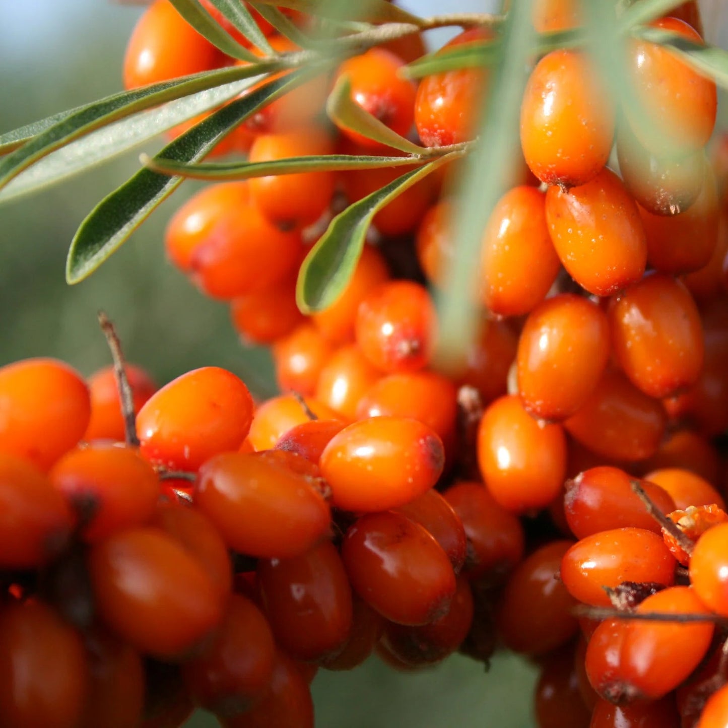 Hippophae rhamnoides 'Orange Russian'