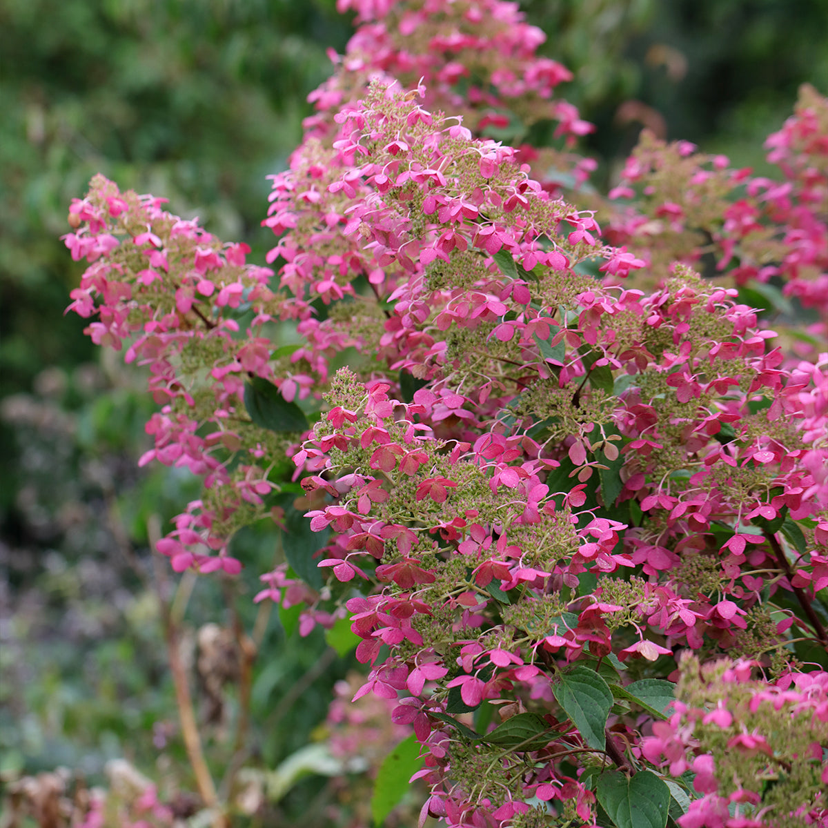 Hydrangea paniculata 'Pink Diamant'