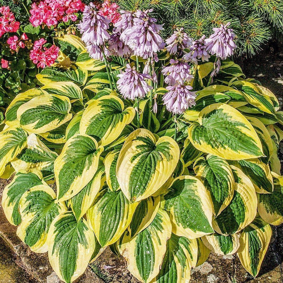 Hosta 'Brim Cup'