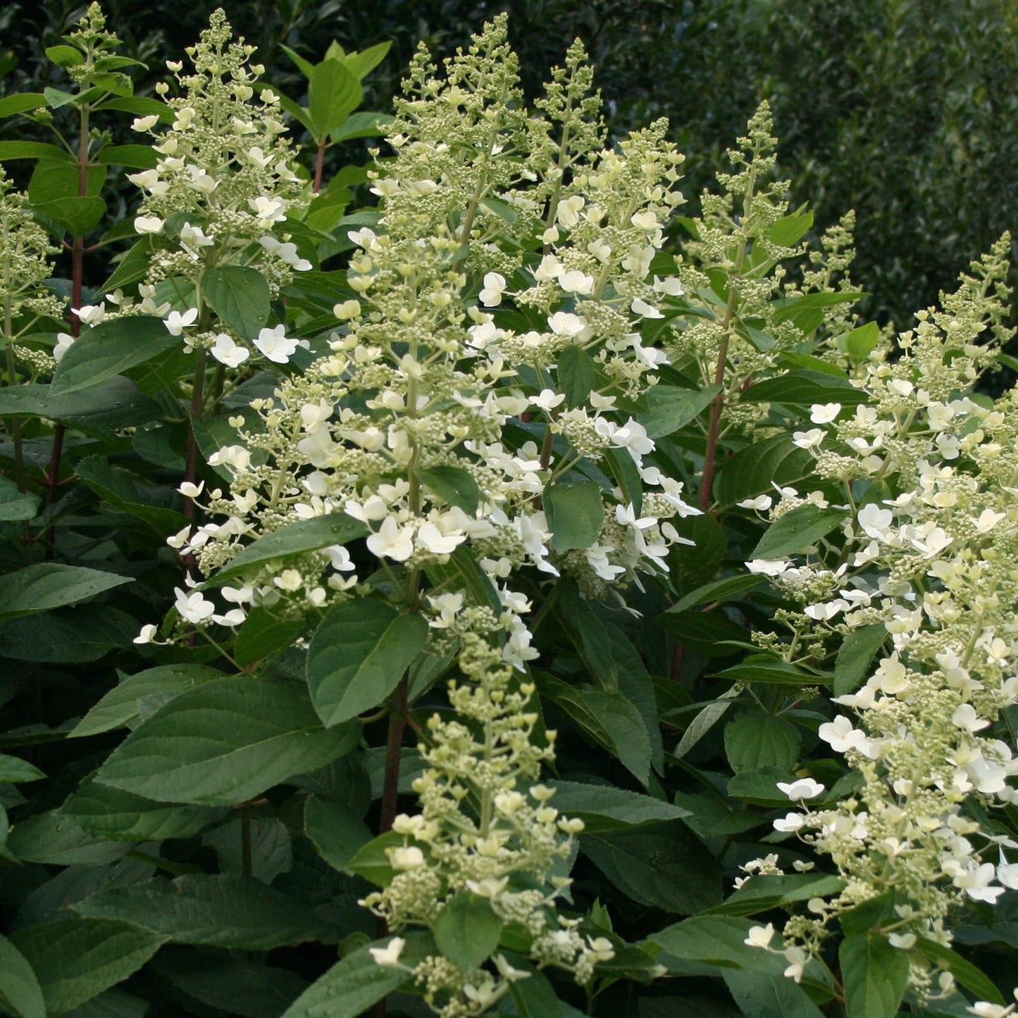 Hydrangea paniculata 'Kyushu'