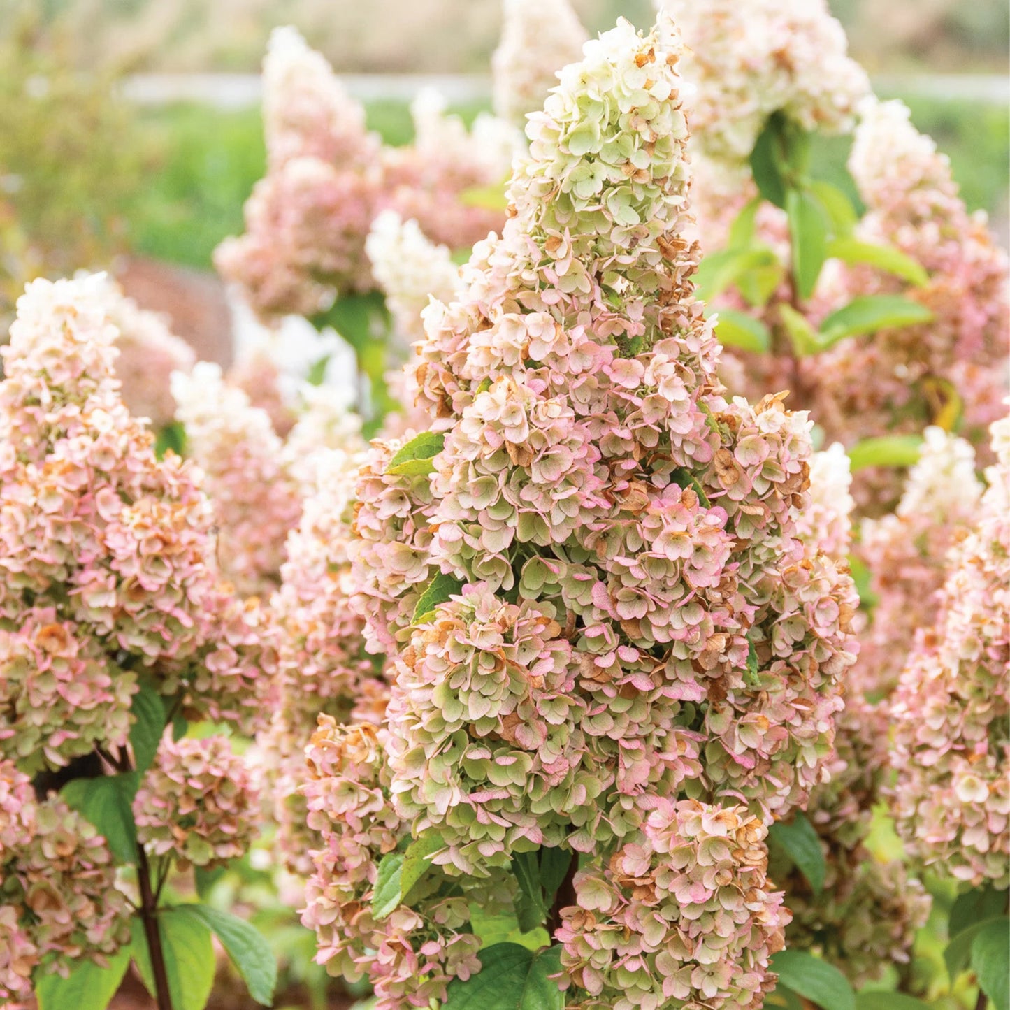 Hydrangea paniculata 'Lavalamp Moonrock' ('Sublime')