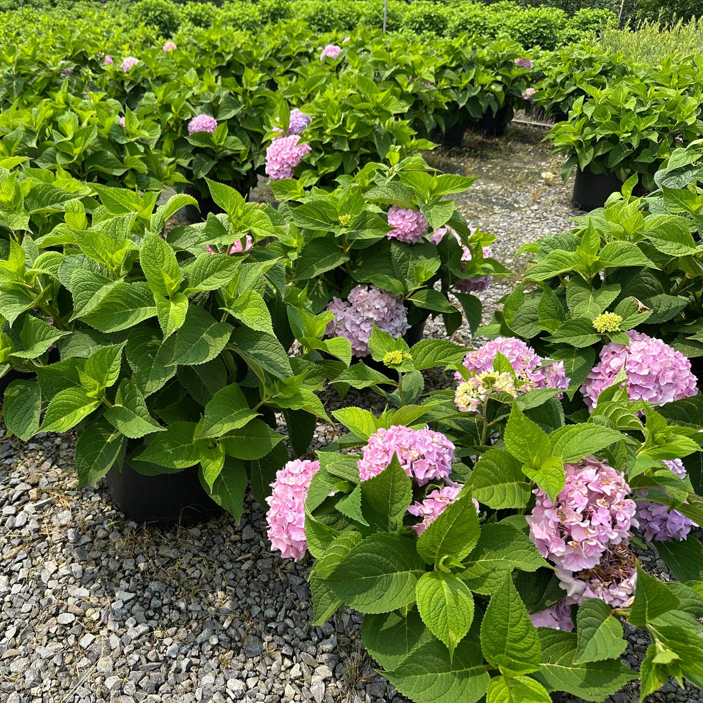 Hydrangea macrophylla 'Endless Summer'