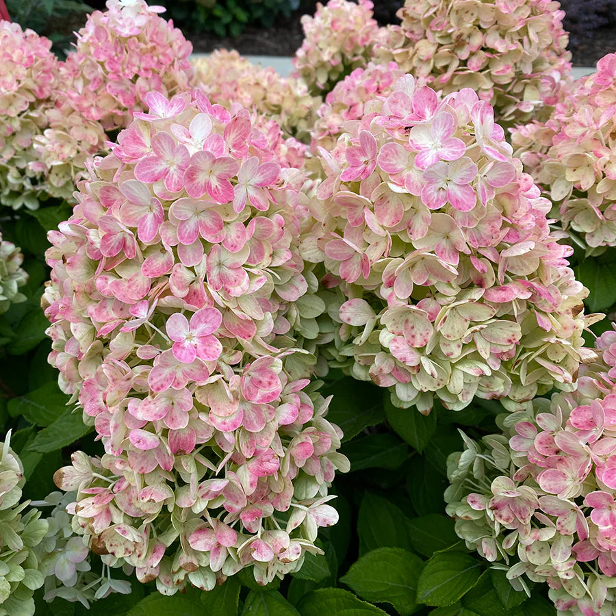 Hydrangea paniculata 'Tiny Quick Fire'