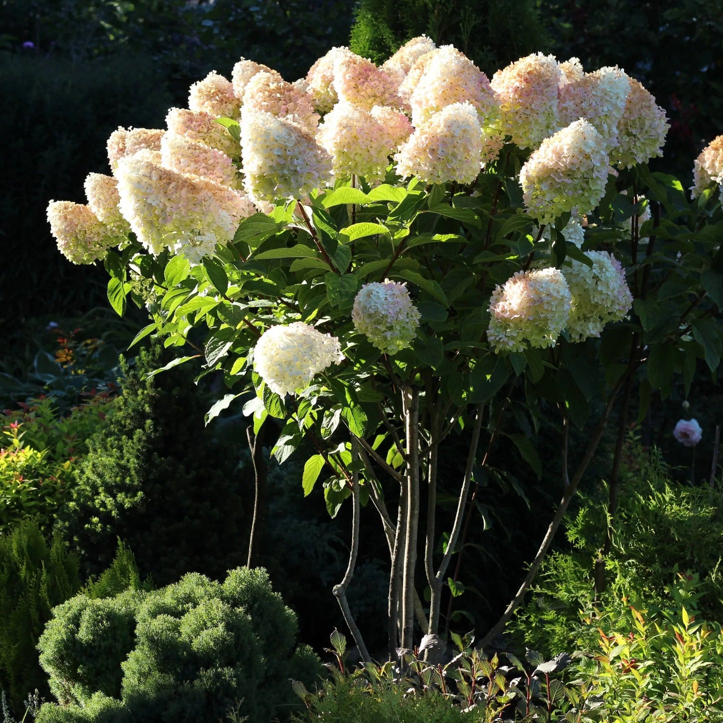 Hydrangea paniculata 'Grandiflora'