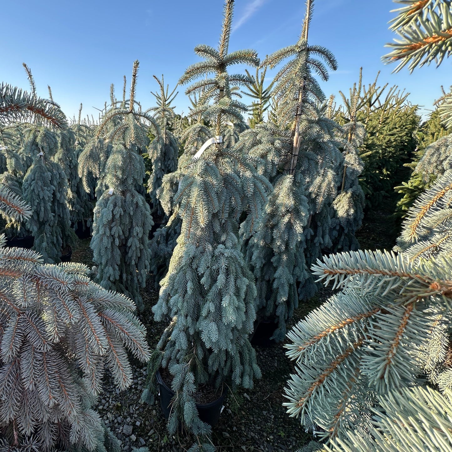 Picea pungens 'The blues'