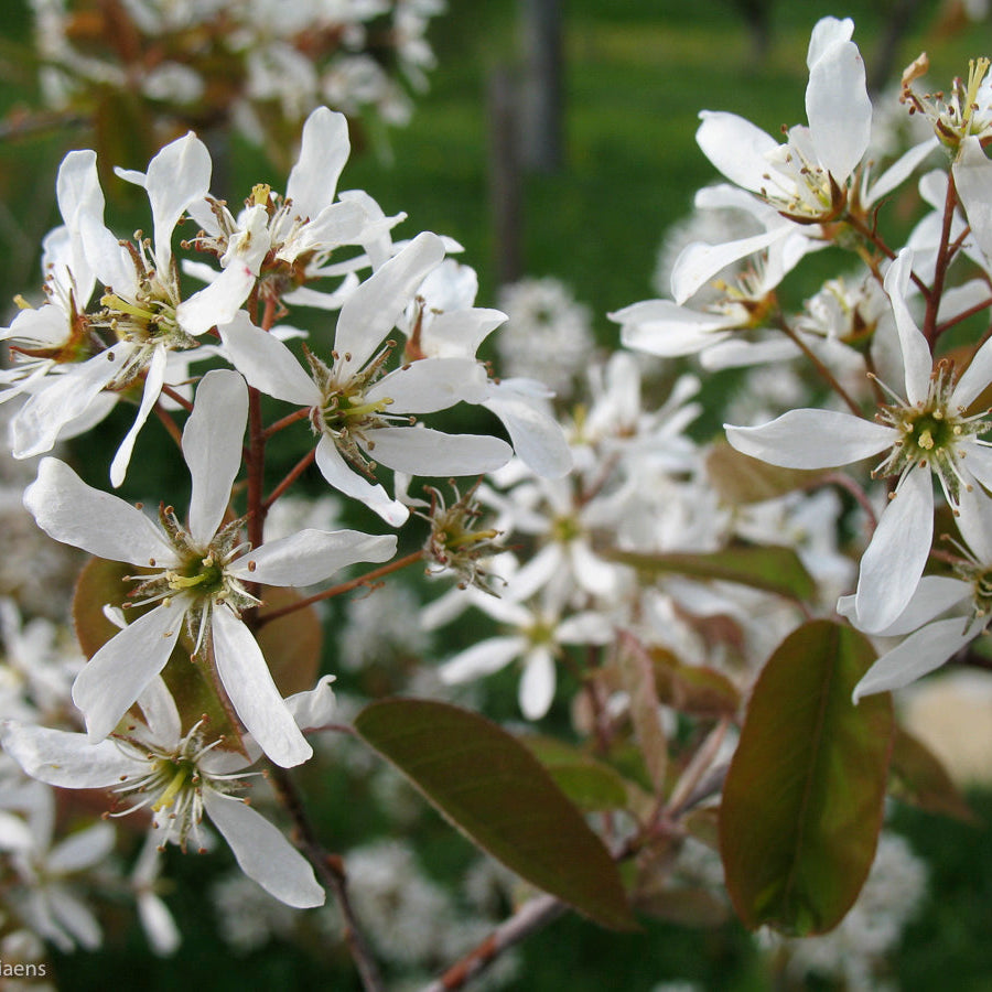 Amelanchier canadensis