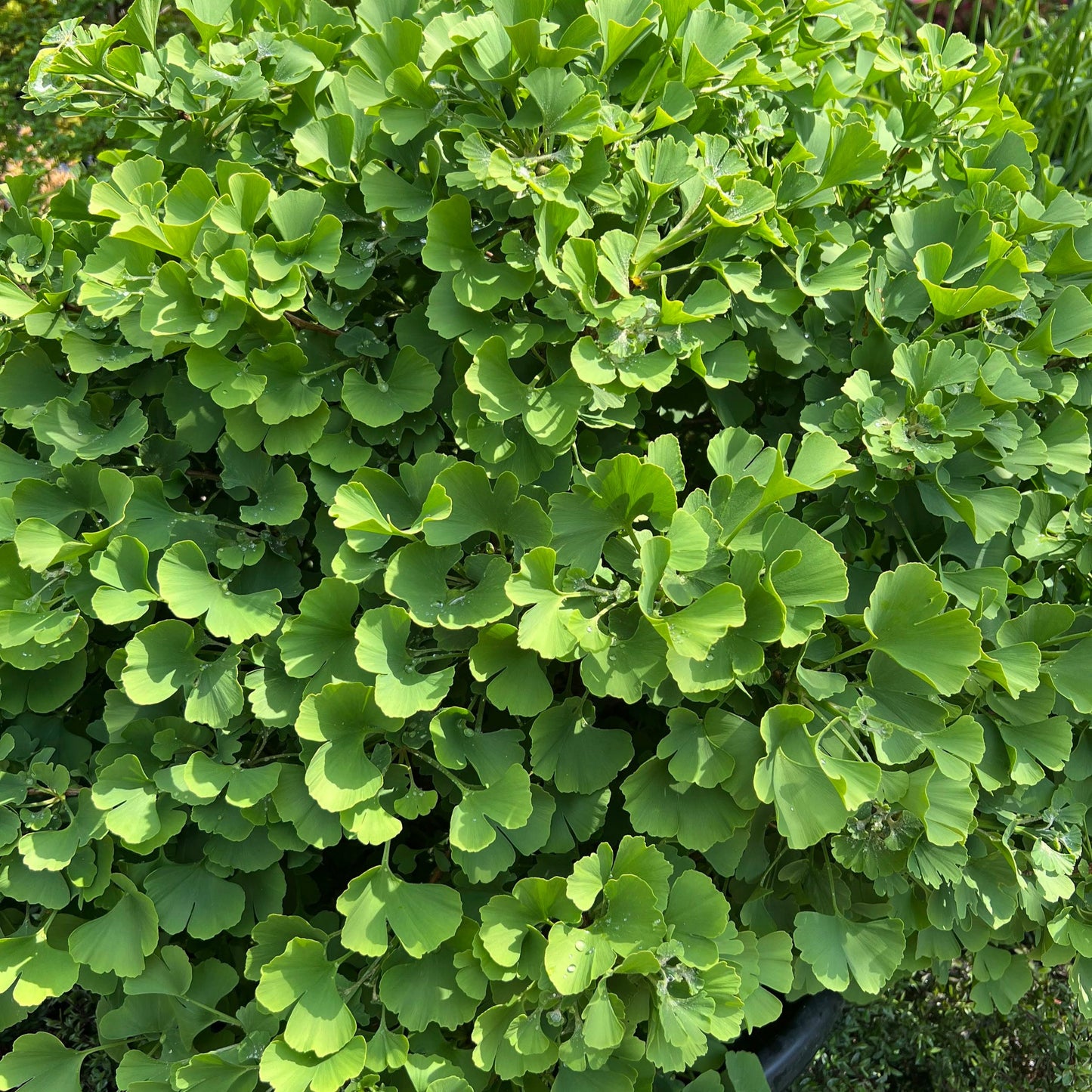 Ginkgo biloba 'Troll' (sur tige)