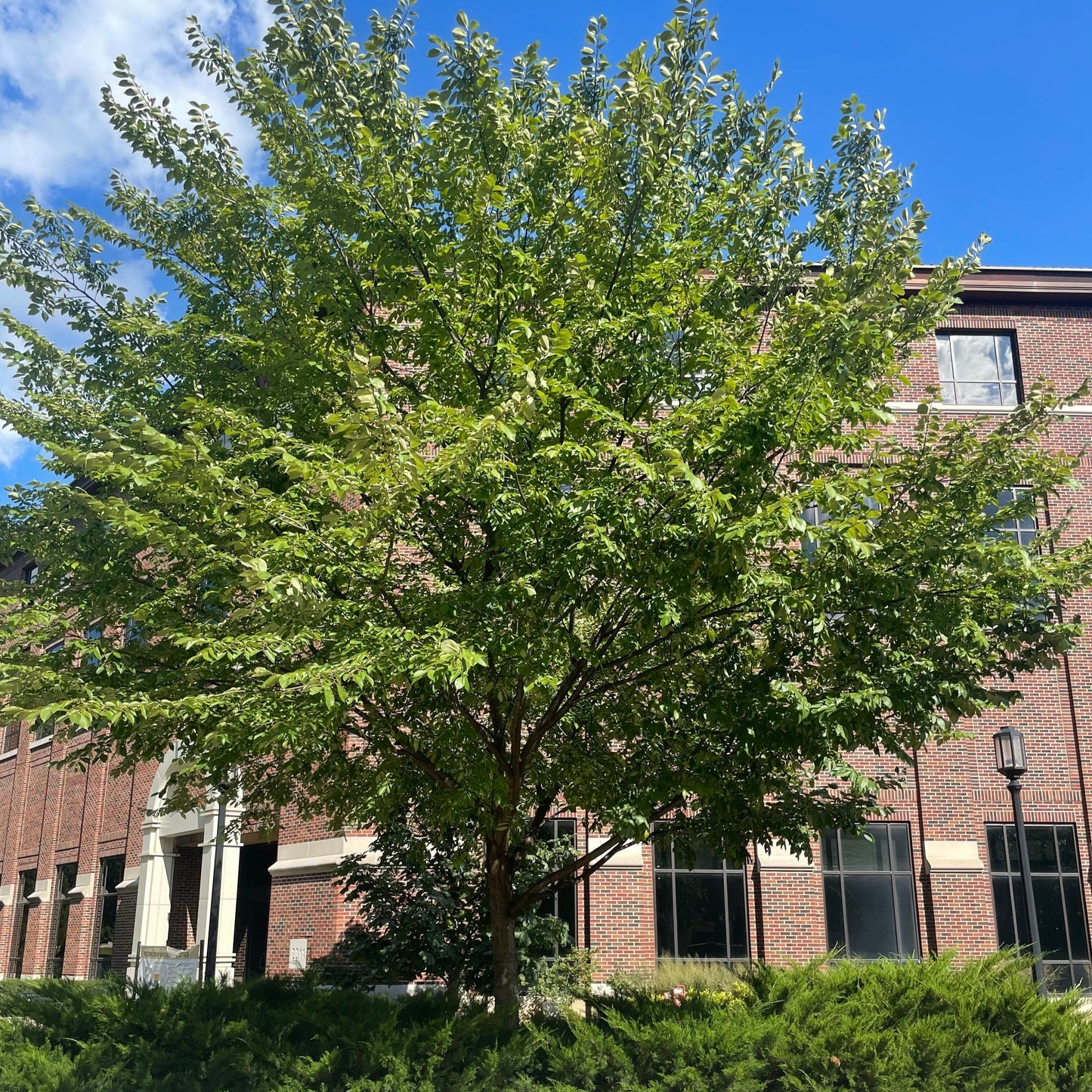 Ulmus parvifolia 'Patriot'