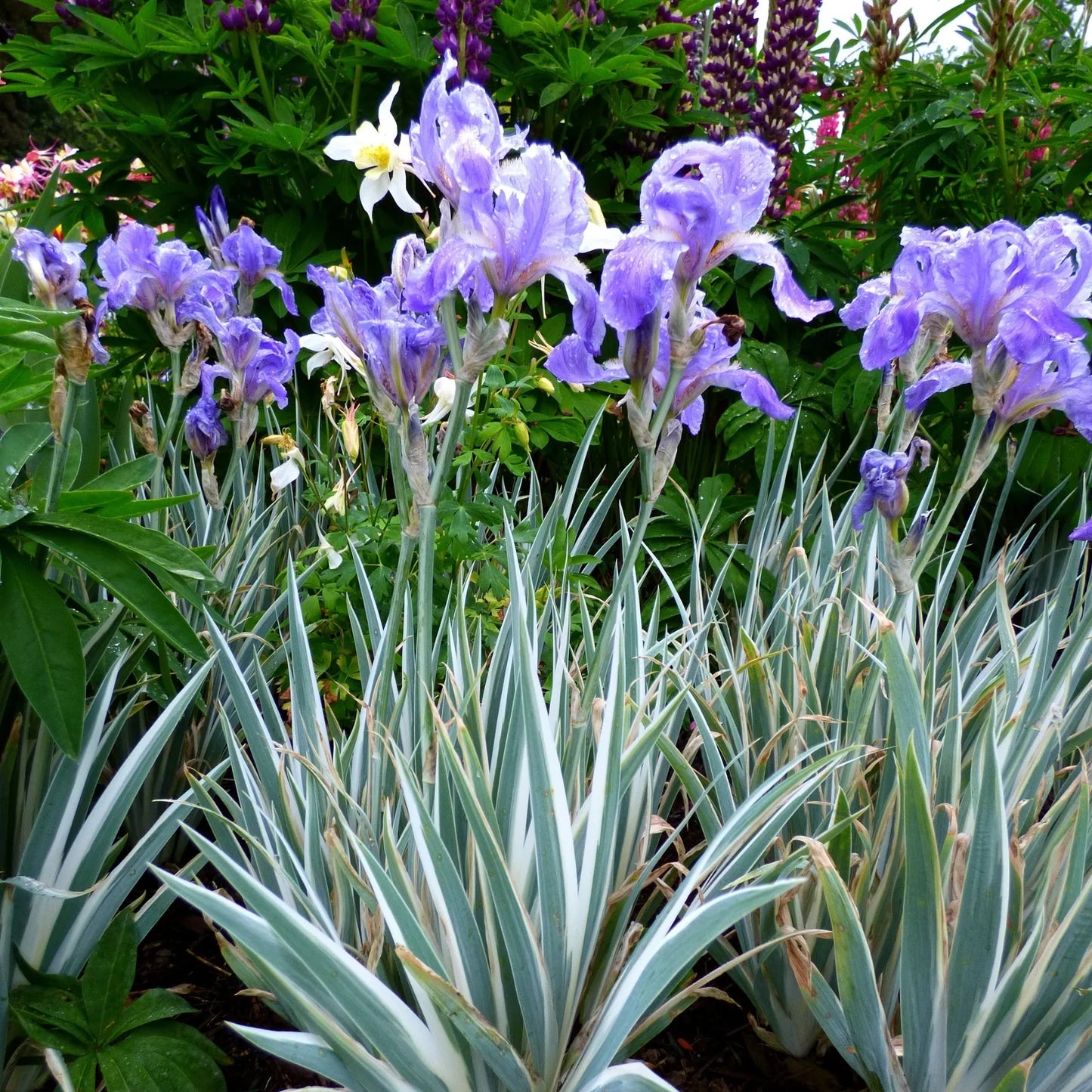 Iris pallida 'Argentea Variegata'