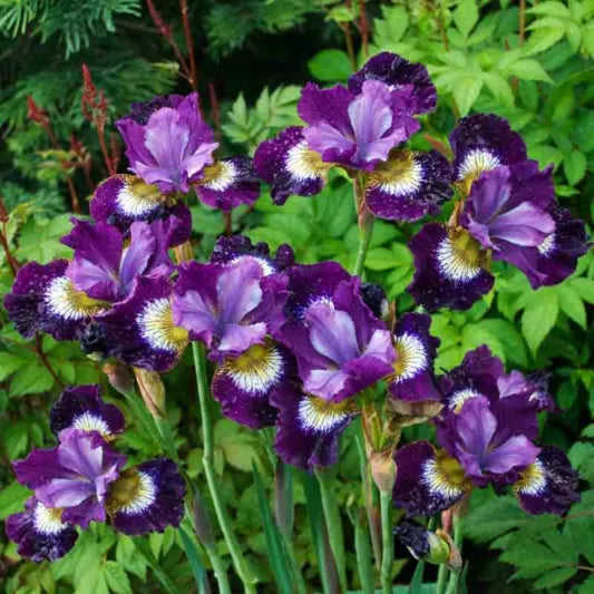 Iris sibirica 'Contrast in Styles'