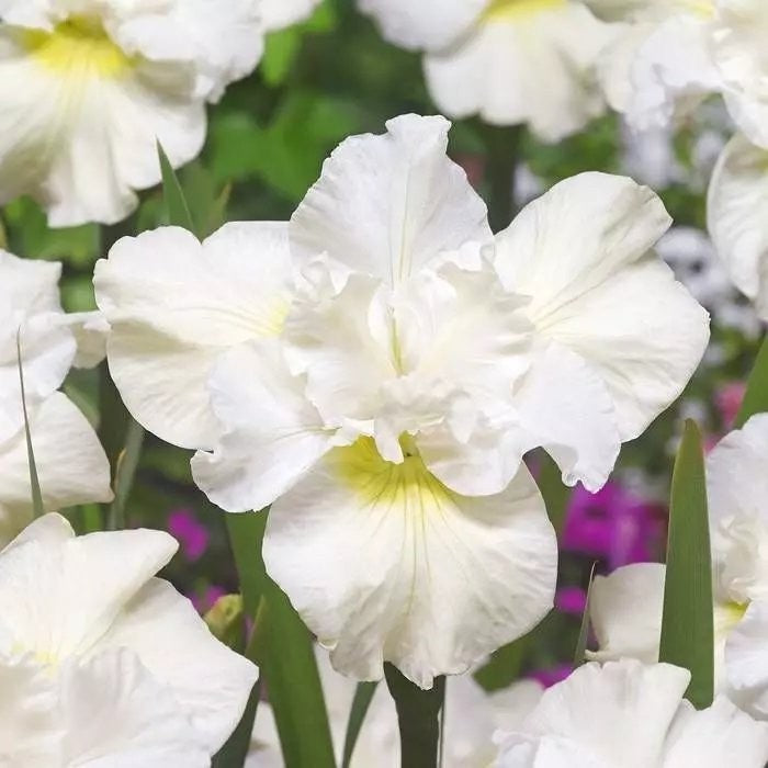 Iris sibirica 'Swans in Flight'