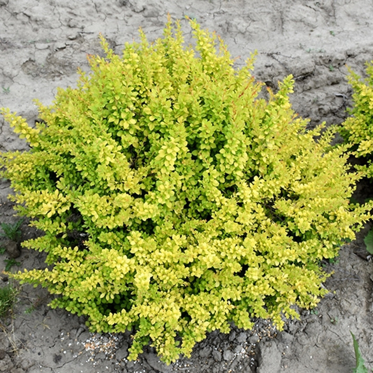 Berberis thunbergii 'Sunsation'