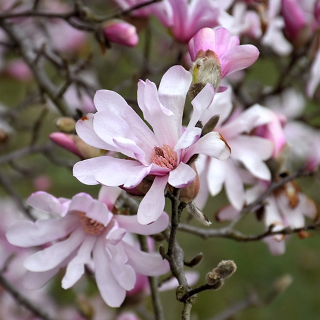 Magnolia x loebneri 'Leonard Messel'