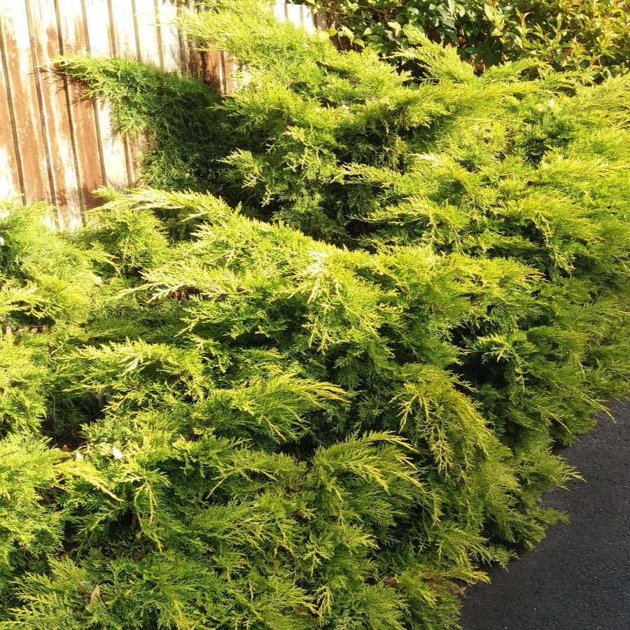 Juniperus chinensis 'Pfitzeriana Aurea' (pompons)