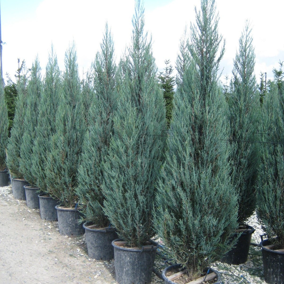 Juniperus virginia 'Blue Arrow'