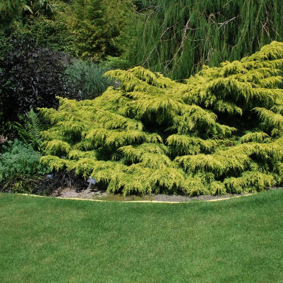 Juniperus chinensis 'Old Gold'