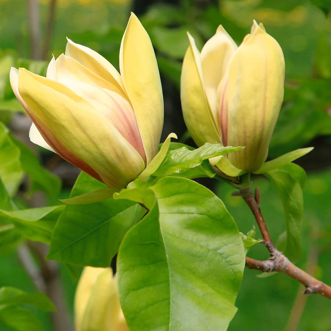 Magnolia 'Judy Zuk'