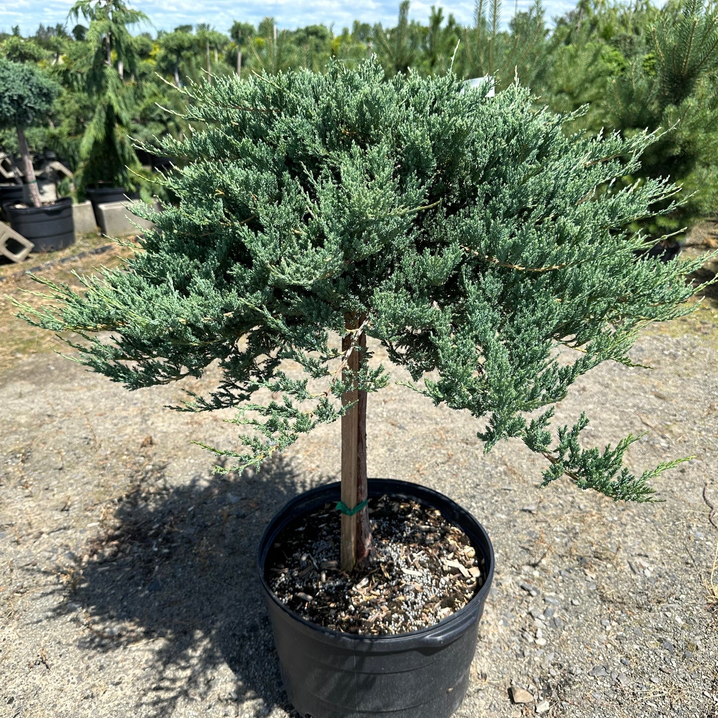 Juniperus horizontalis 'Blue Chip' (sur tige)
