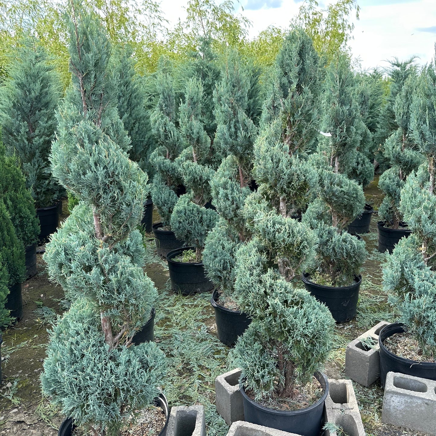 Juniperus scopulorum 'Wichita Blue' (spirale)