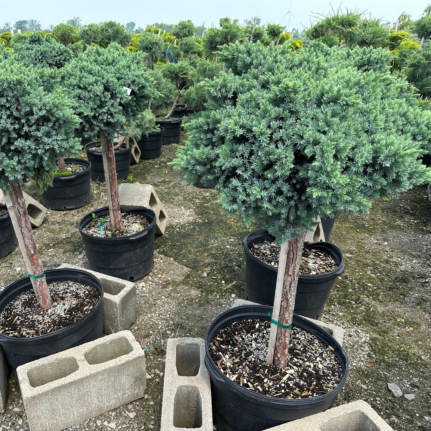 Juniperus squamata 'Blue star' (sur tige)