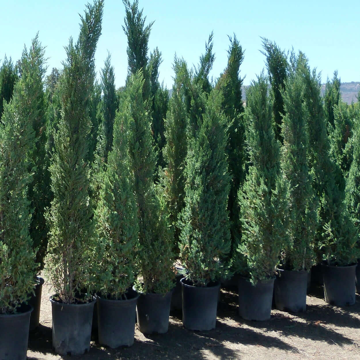 Juniperus chinensis 'Blue Point'