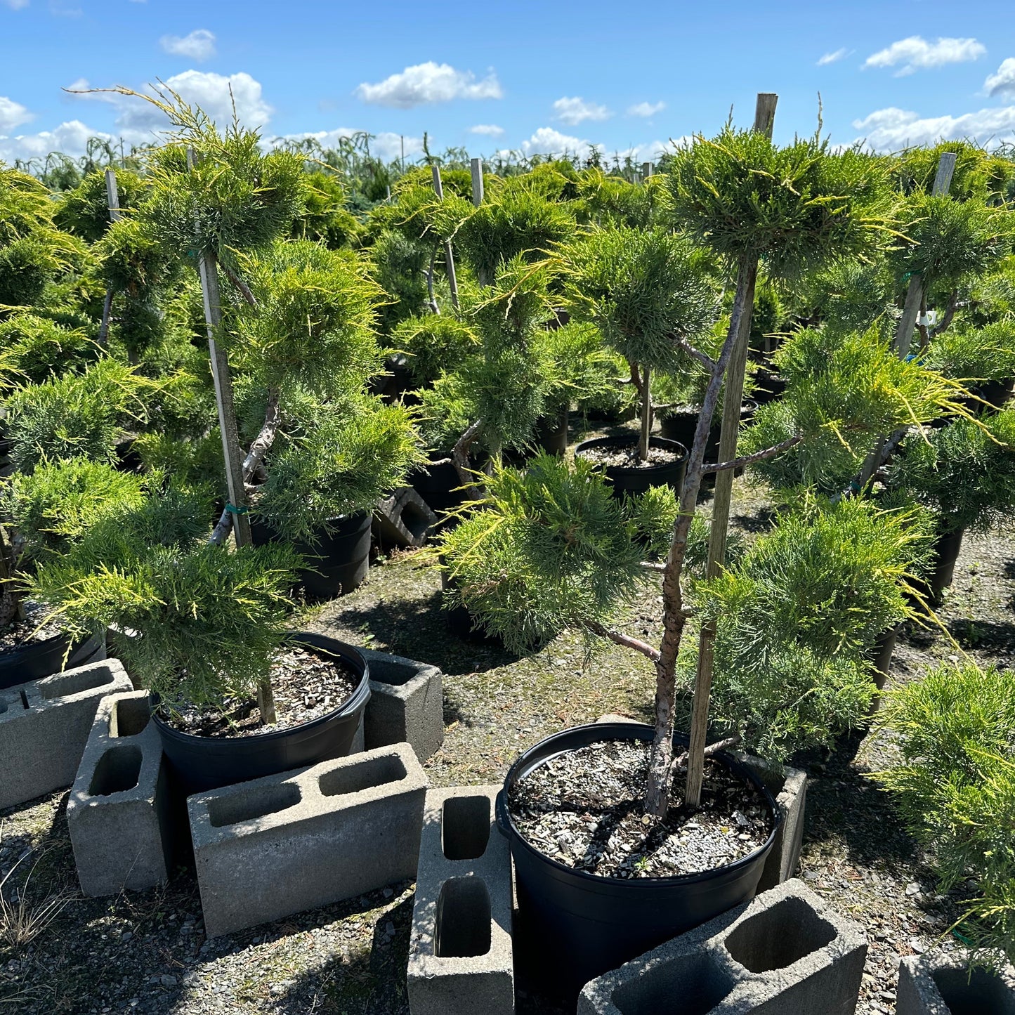 Juniperus chinensis 'Pfitzeriana Aurea' (pompons)