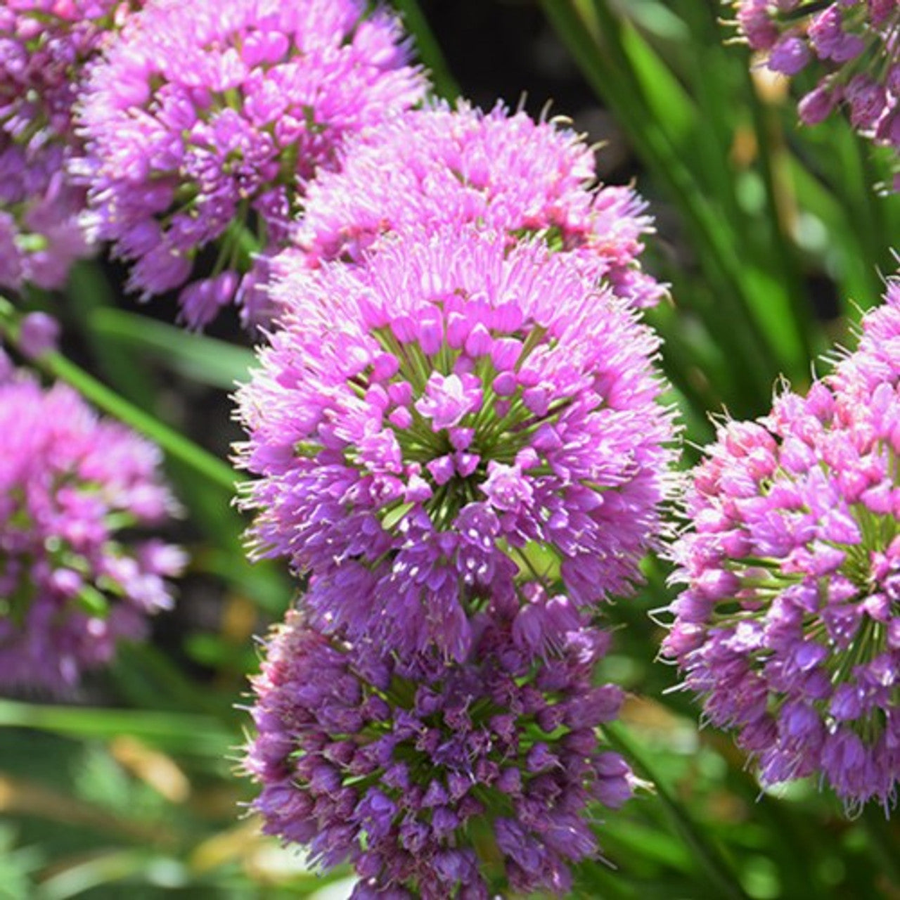 Allium 'Serendipity'