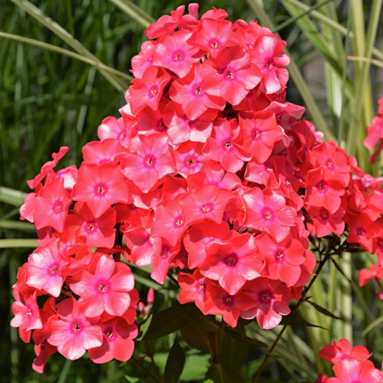 Phlox paniculata 'Coral Flame'