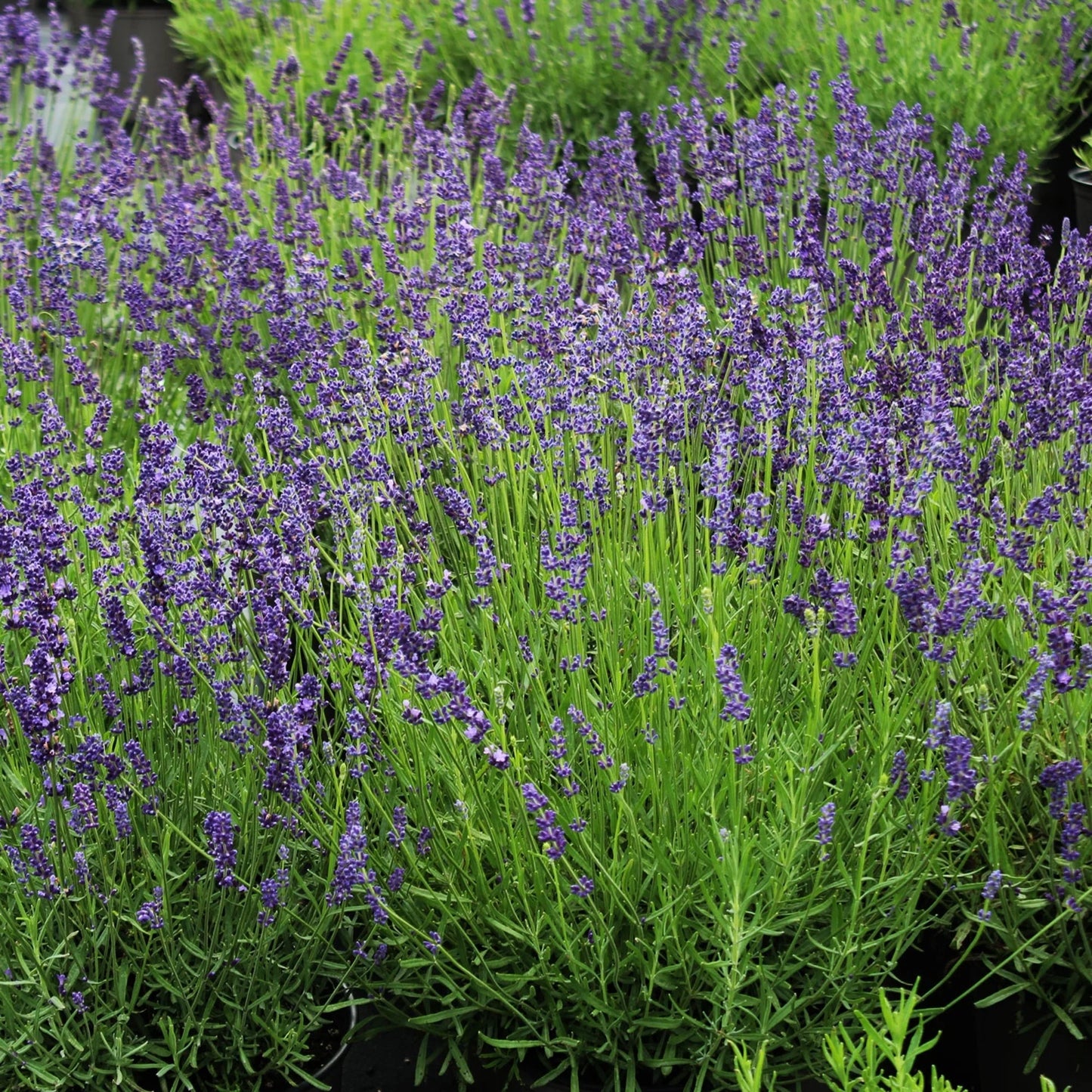 Lavandula angustifolia 'Munstead'