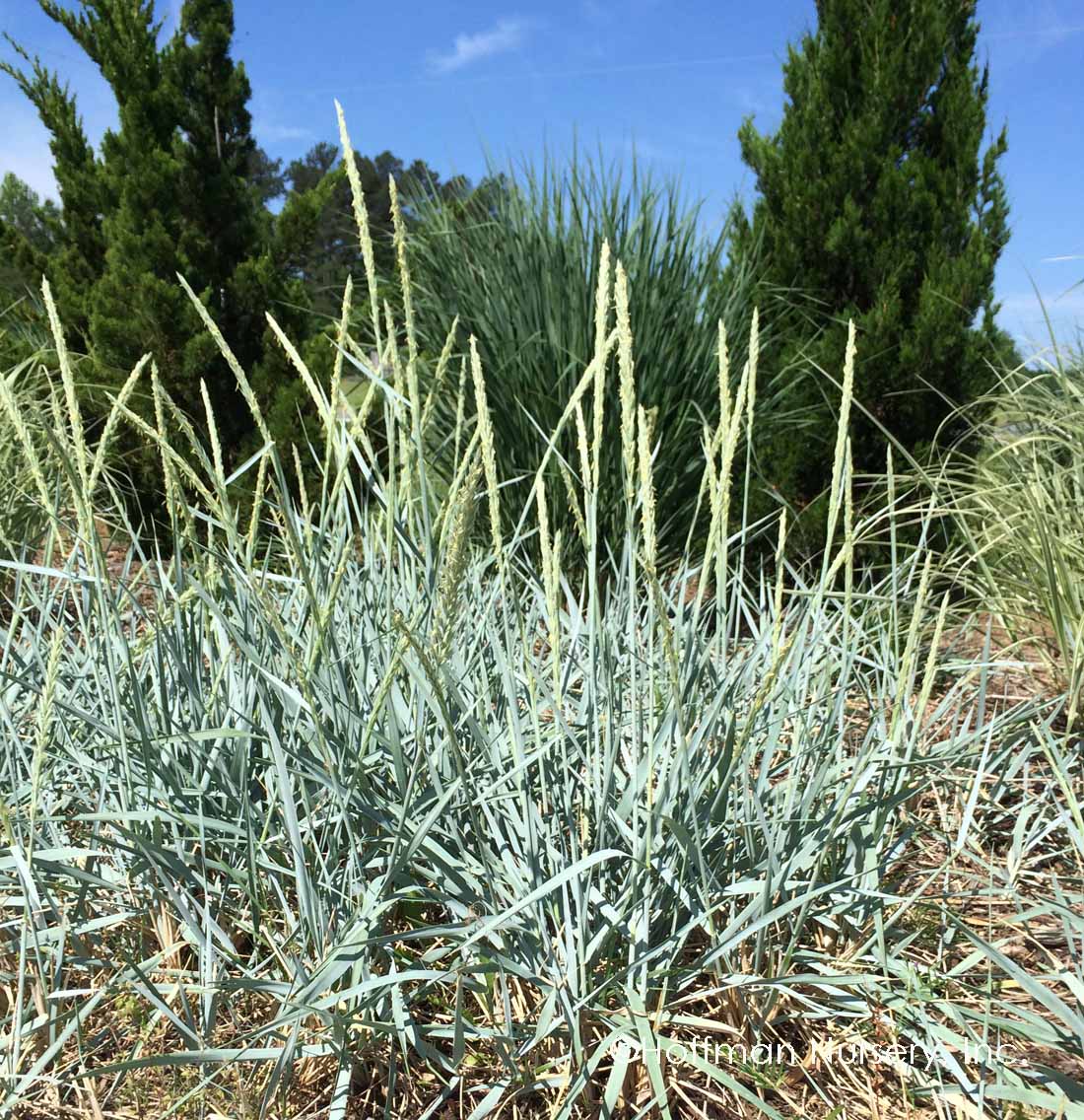Leymus arenarius 'Blue Dune
