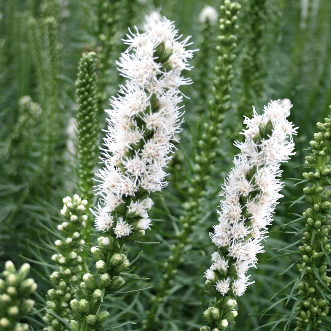 Liatris spicata 'Floristan White'