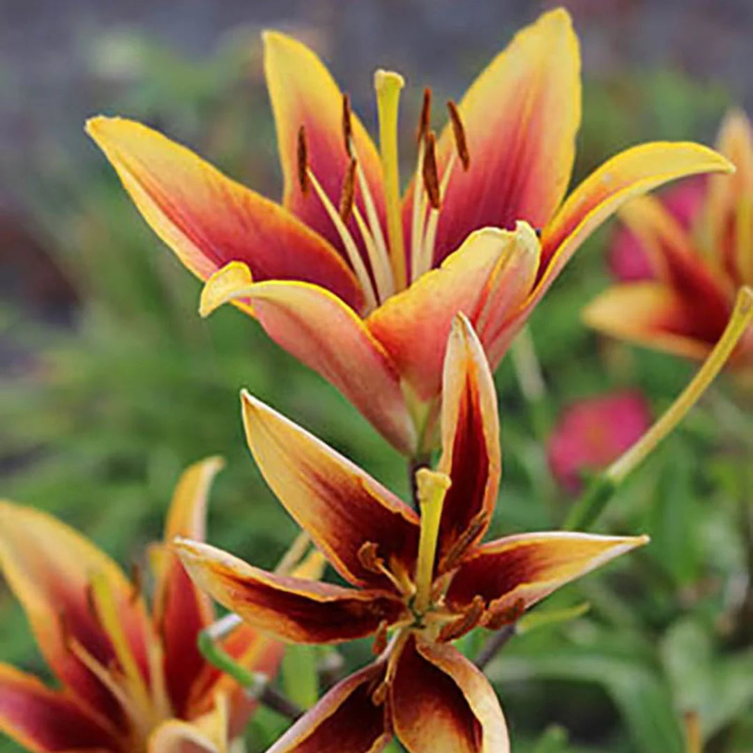 Lilium oriental asiatic 'Kaveri'