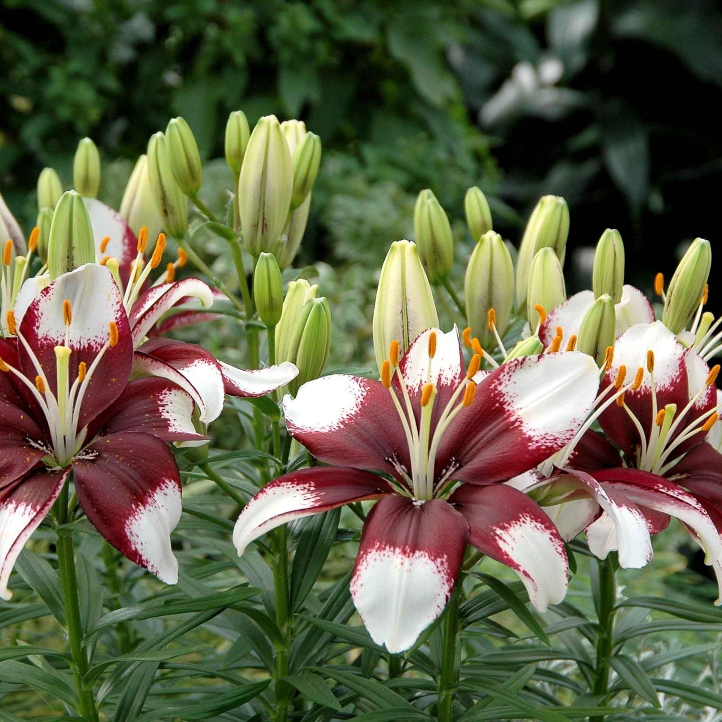 Lilium 'Tiny Padhye'