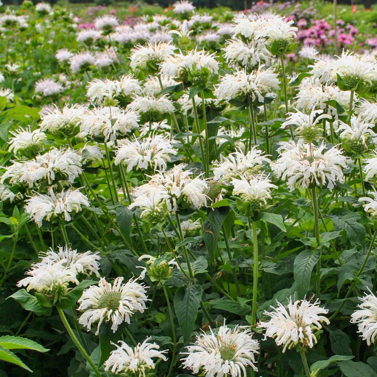 Monarda ‘Bee-Bright’ (Bee-You)