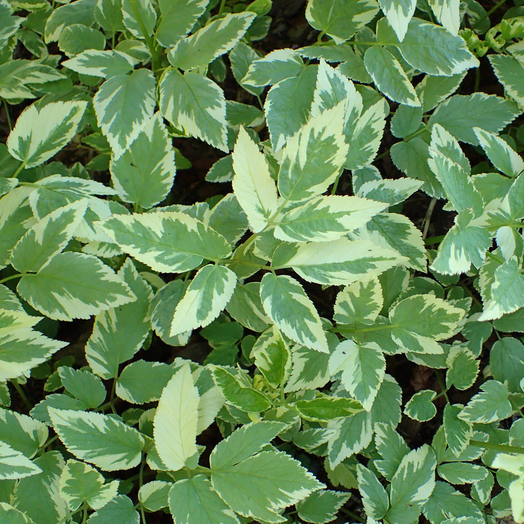Aegopodium podagraria 'Variegatum'