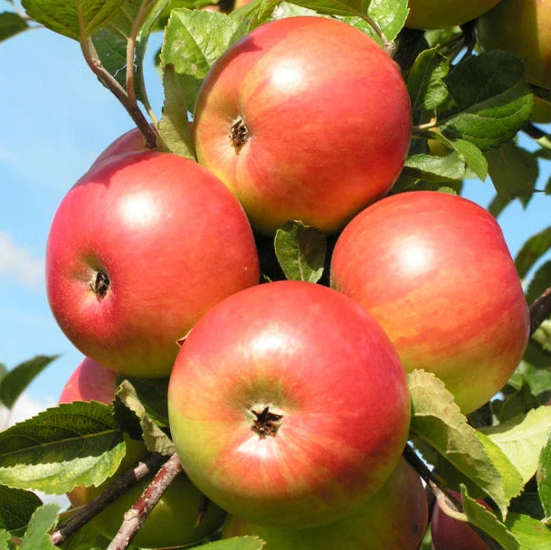 Malus 'Freedom'