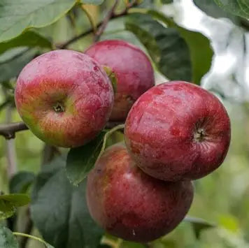Malus 'Liberty'